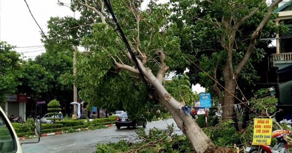 Điểm báo 15/08/2017: Hy sinh hàng trăm cây xanh để giảm ách tắc giao thông