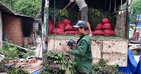 Tiểu thương ôm “quả đắng” vì “khách” ngừng mua cau non