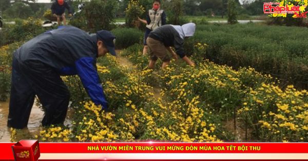 Nhà vườn miền Trung vui mừng đón mùa hoa Tết bội thu