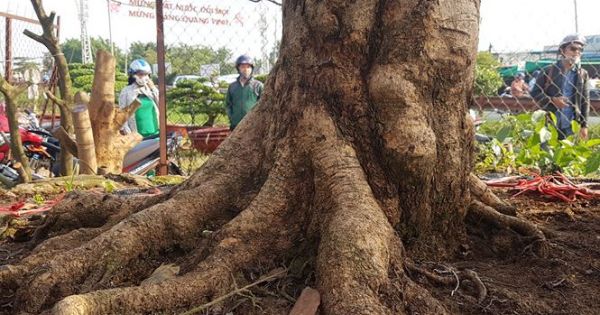 Cây mai có giá tiền tỷ ở Cần Thơ