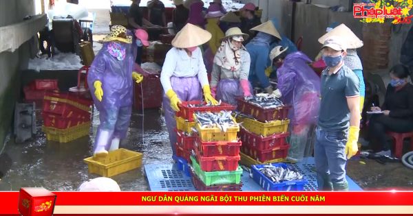 Ngư dân Quảng Ngãi bội thu phiên biển cuối năm