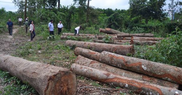 Tận thu rừng trồng dầu rái sai quy định