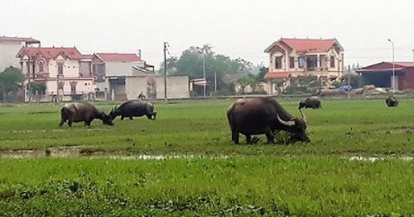 Thanh Hóa: Oái oăm trâu, bò gặm cỏ phải... nộp phí