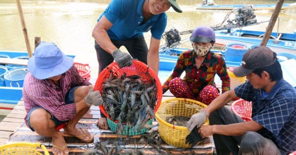 VASEP khuyến cáo người nuôi tôm không nên “treo ao”