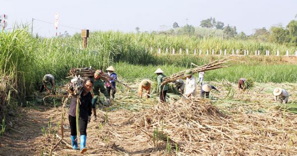 Điểm báo ngày 18/06/2018: Nông dân miền Tây khốn đốn vì bán mía nhận đường