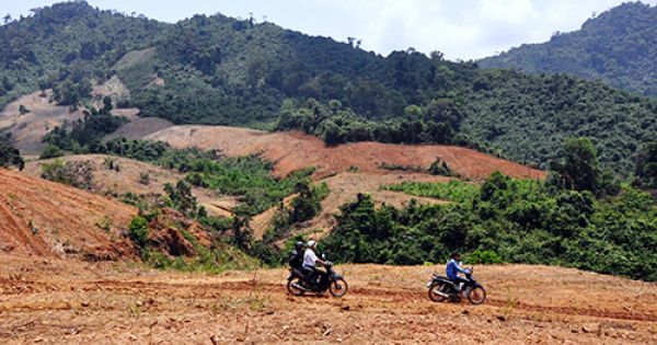 Công ty Cao su Quảng Nam có nhiều sai phạm về đất đai