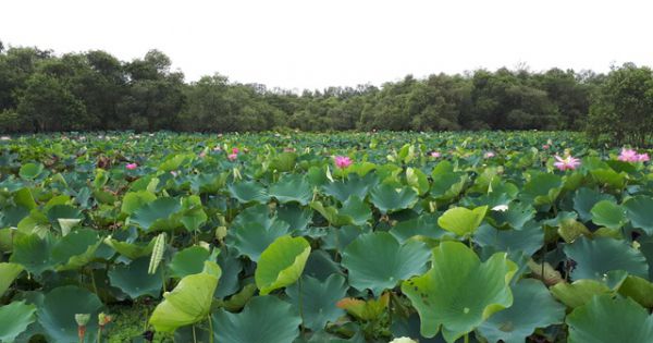 Hoà mình vào thiên nhiên trên cây cầu tình yêu trong rừng tràm Trà Sư