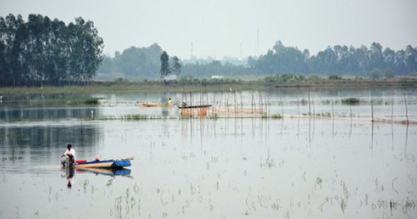 Lũ năm 2019 ở ĐBSCL sẽ đạt đỉnh trong vài ngày tới