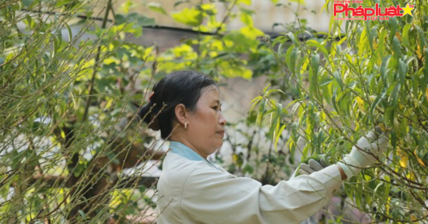 Đào Nhật Tân 'xuống phố' sớm, nhiều tuyến đường Hà Nội đã rộn ràng sắc Xuân