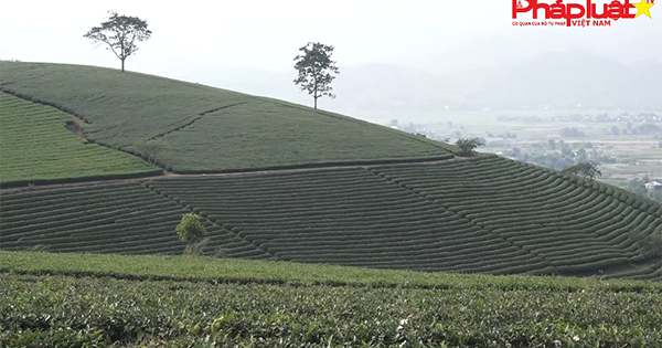 Cây chè Nghĩa Lộ