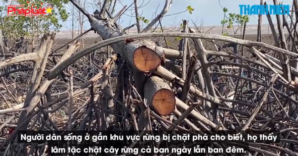 Yêu cầu xử lý nghiêm vụ rừng phòng hộ ở Cà Mau bị chặt phá