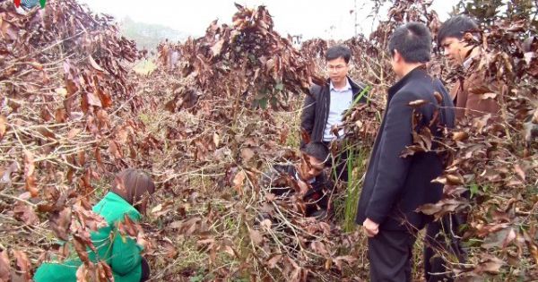 Hàng trăm ha cà phê ở Lâm Đồng mất trắng vì sương muối