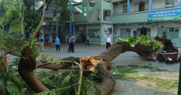 TP.HCM: Cây đổ, đè 13 học sinh