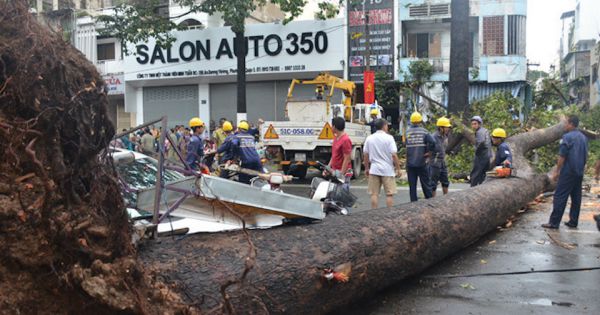 Kiểm tra toàn bộ cây xanh trên địa bàn TPHCM