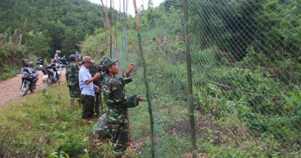 Voọc gáy trắng tấn công, cắn 12 người đi đường ở Quảng Trị