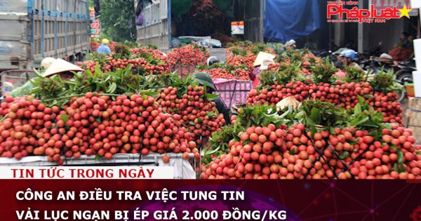 Công an điều tra việc tung tin vải Lục Ngạn bị ép giá 2.000 đồng/kg