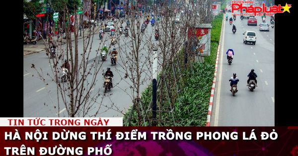 Hà Nội dừng thí điểm trồng phong lá đỏ trên đường phố