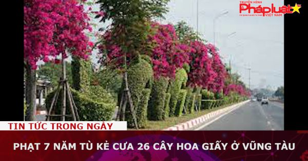 Phạt 7 năm tù kẻ cưa 26 cây hoa giấy ở Vũng Tàu