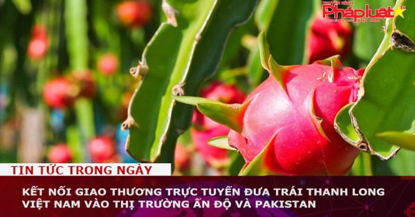 Kết nối giao thương trực tuyến đưa trái thanh long Việt Nam vào thị trường Ấn Độ và Pakistan