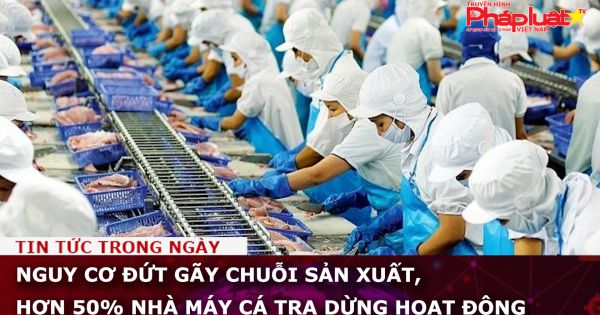 Nguy cơ đứt gãy chuỗi sản xuất, hơn 50% nhà máy cá tra dừng hoạt động