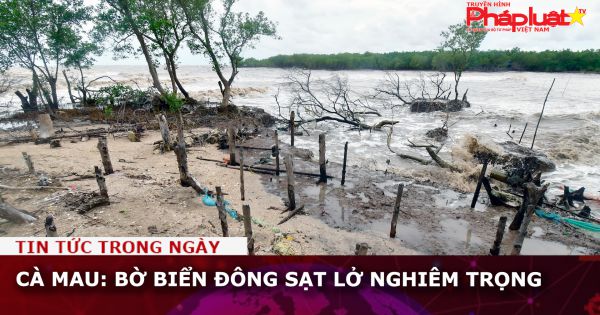 Cà Mau: Bờ biển Đông sạt lở nghiêm trọng