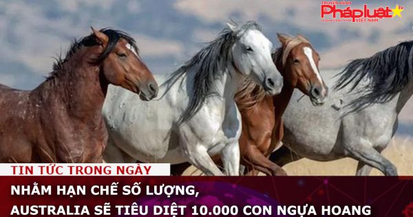 Nhằm hạn chế số lượng, Australia sẽ tiêu diệt 10.000 con ngựa hoang