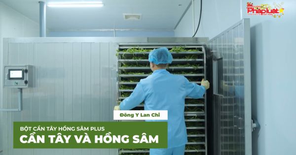 Cần Tây Hồng Sâm: Bí quyết duy trì cơ thể khỏe đẹp