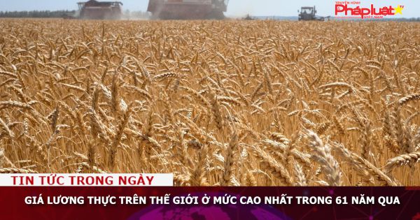 Giá lương thực thế giới ở mức cao nhất trong 61 năm qua