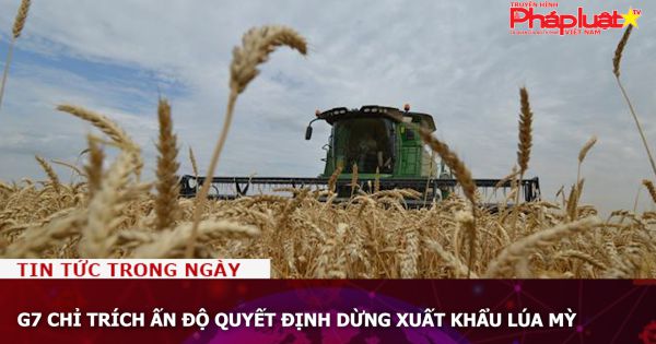 G7 chỉ trích Ấn Độ quyết định dừng xuất khẩu lúa mỳ