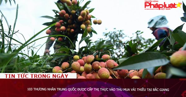 103 thương nhân Trung Quốc được cấp thị thực vào thu mua vải thiều tại Bắc Giang