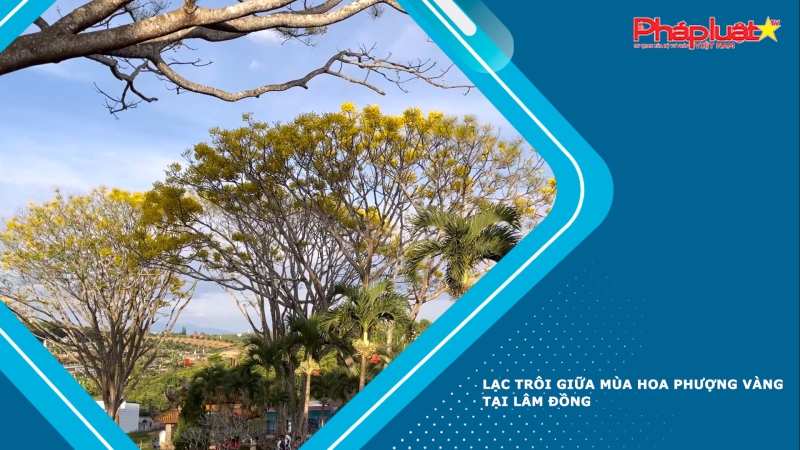 Lạc trôi giữa mùa hoa phượng vàng tại Lâm Đồng