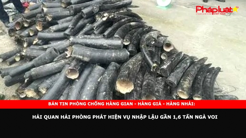 Bản tin chung tay cùng doanh nghiệp phòng chống Hàng gian- Hàng giả- Hàng nhái: Hải quan Hải Phòng phát hiện vụ nhập lậu gần 1,6 tấn ngà voi